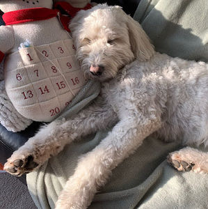 Meet your Posher, Grace